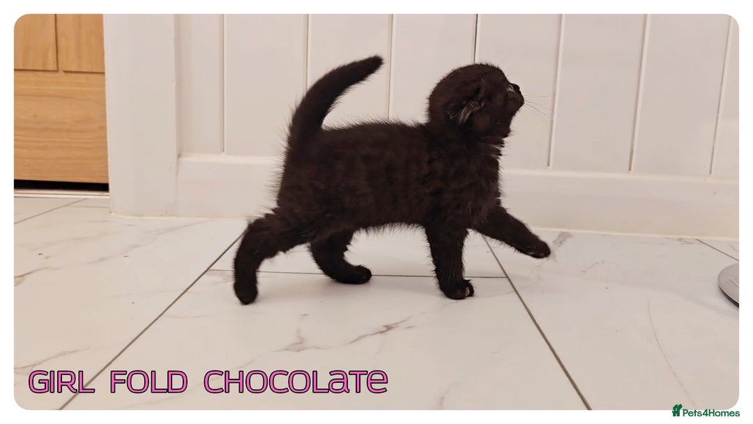 Scottish Fold cats for sale: Scottish Fold Kittens (Delivery available) - Image 7