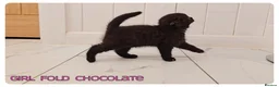 Scottish Fold cats for sale: Scottish Fold Kittens - Advert 6