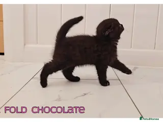Scottish Fold cats Scottish Fold Kittens - Advert 18
