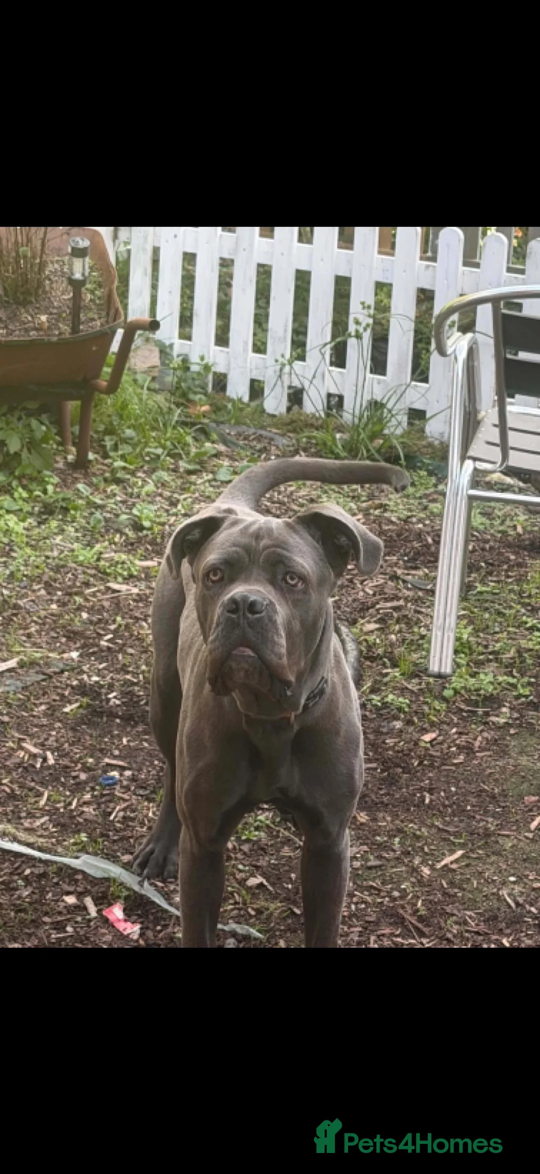 Cane Corso dogs for sale: Grey/blue cane corso boy  in Dudley - Advert 2