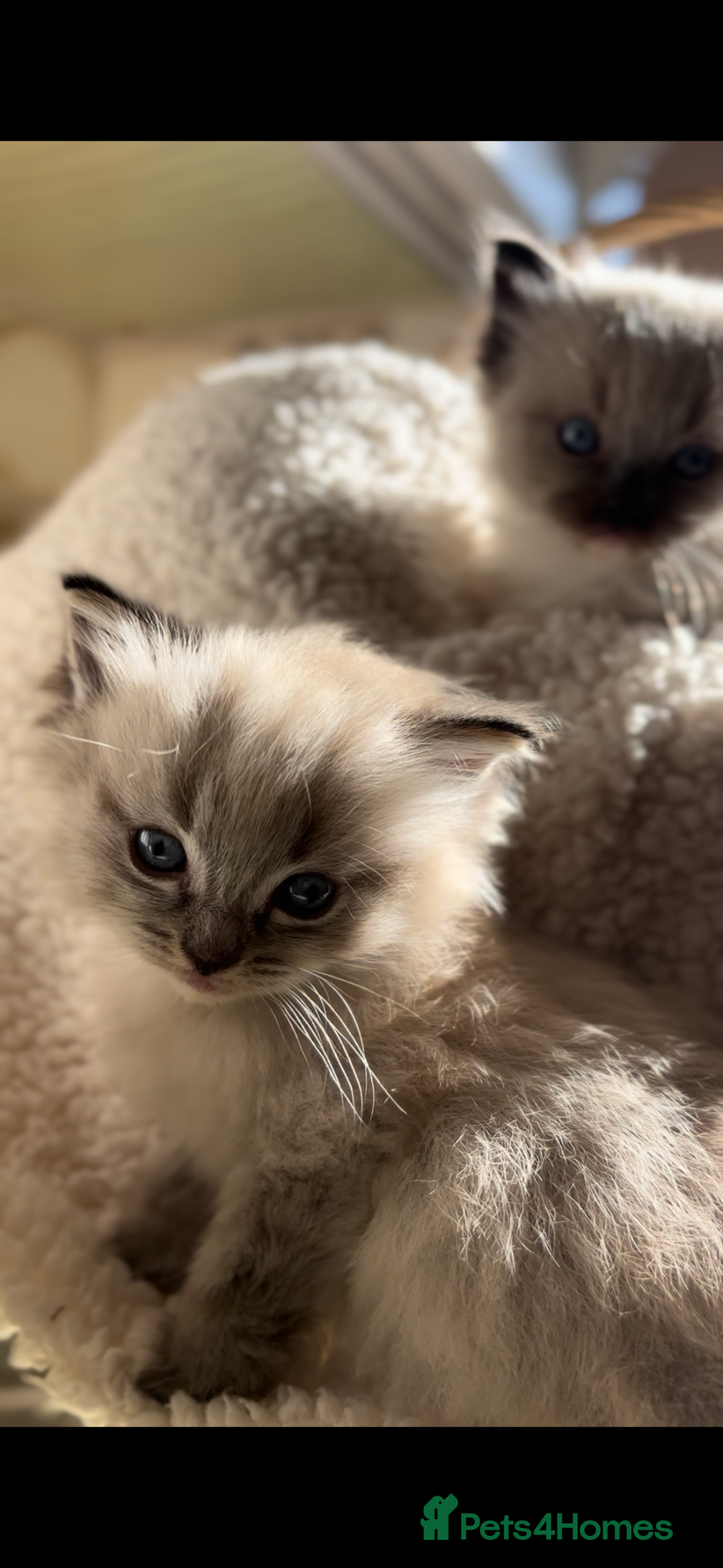 Ragdoll cats for sale: 🌟TICA🌟Champion Ragdoll🏆🏆🏆 - Image 5