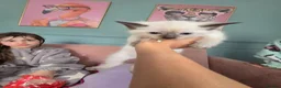 British Shorthair cats for sale: 9 gorgeous kittens - Advert 4