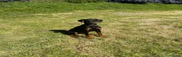 Dobermann dogs for sale: Female Doberman 6 months old in Sturminster Newton - Advert 5