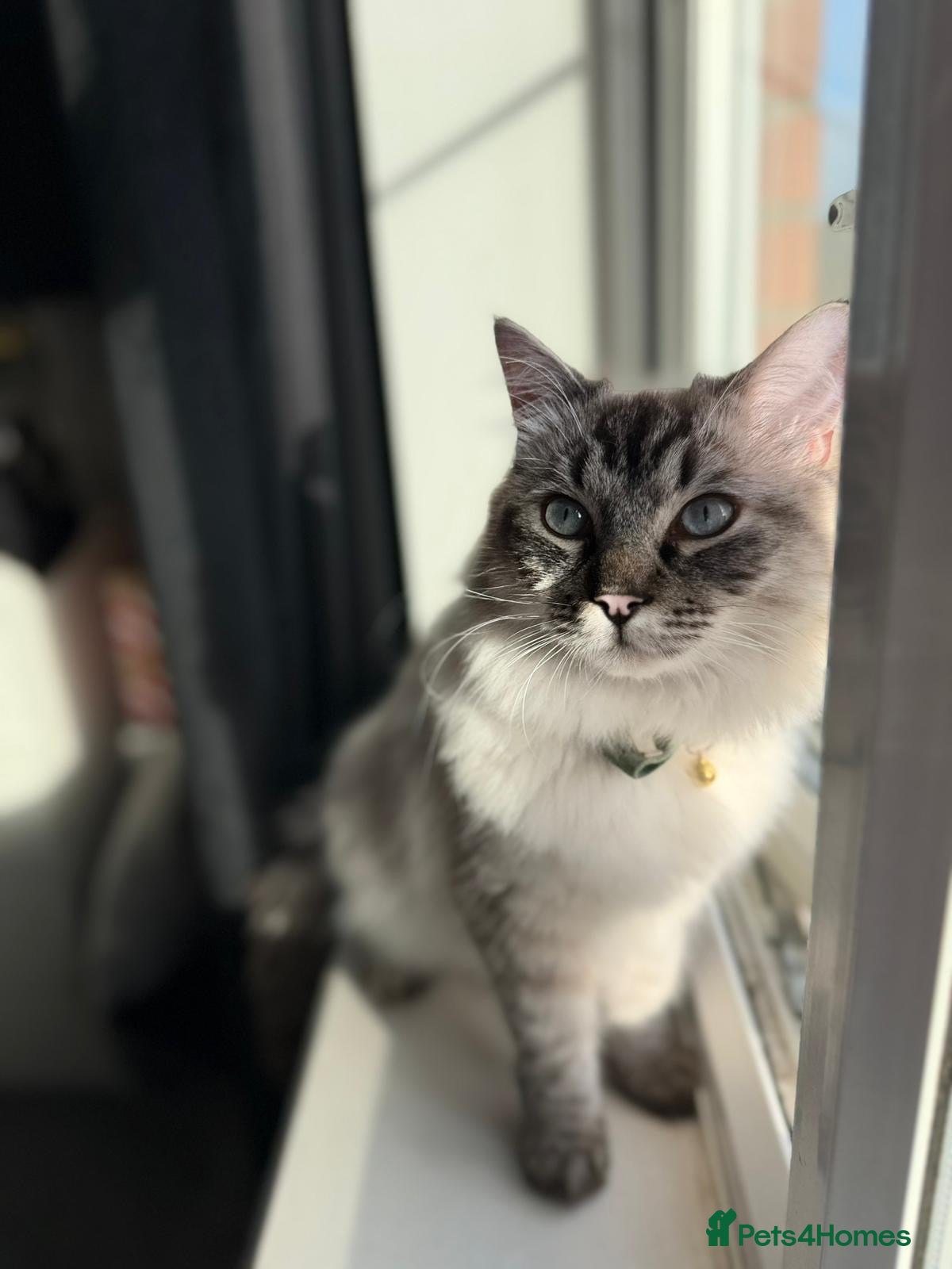 Ragdoll cats Make Ragdoll - Advert 7