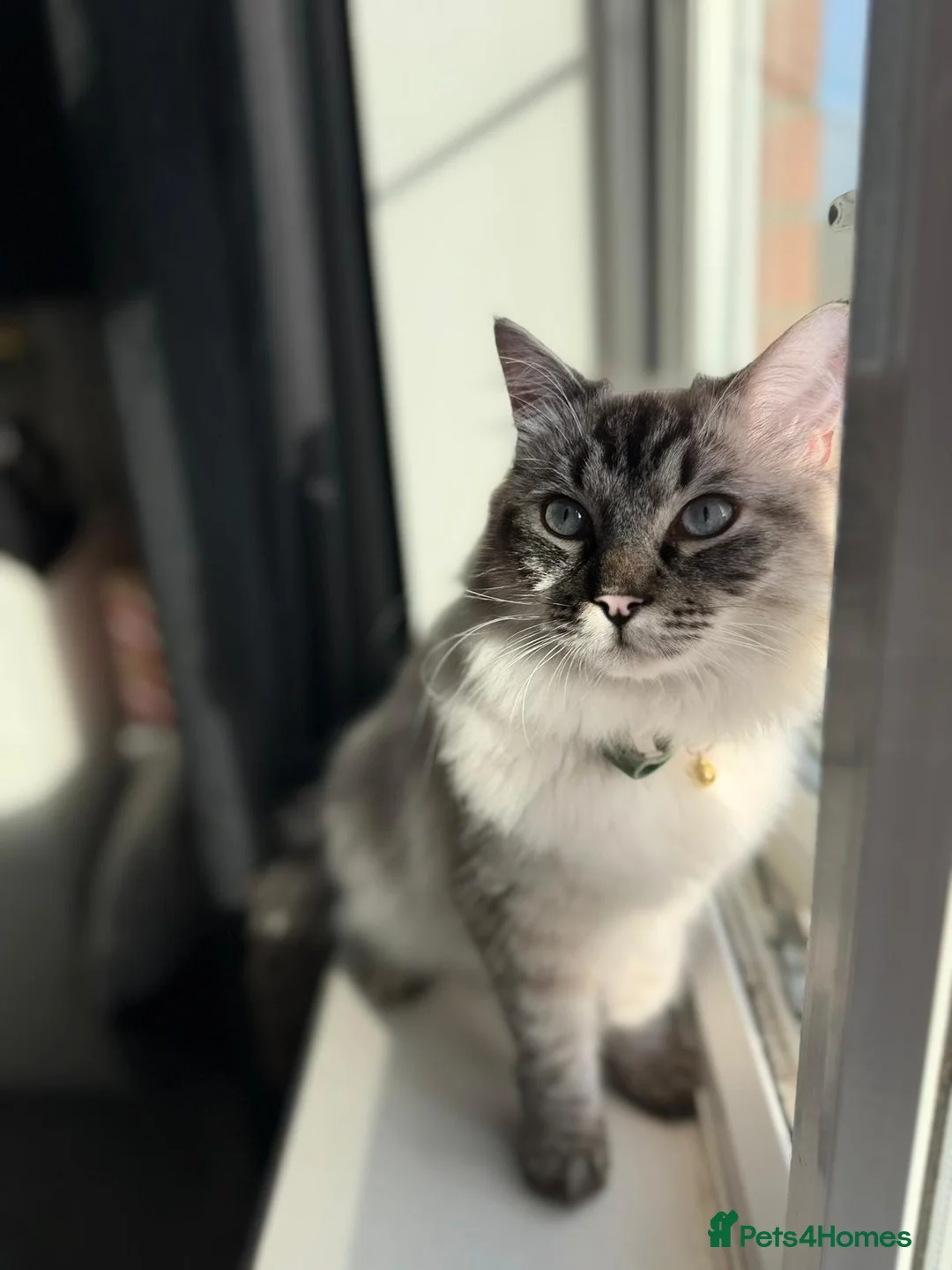 Ragdoll cats for sale: Male Ragdoll - Advert 1