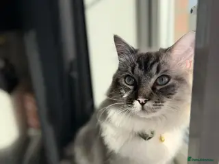 Ragdoll cats Make Ragdoll - Advert 7