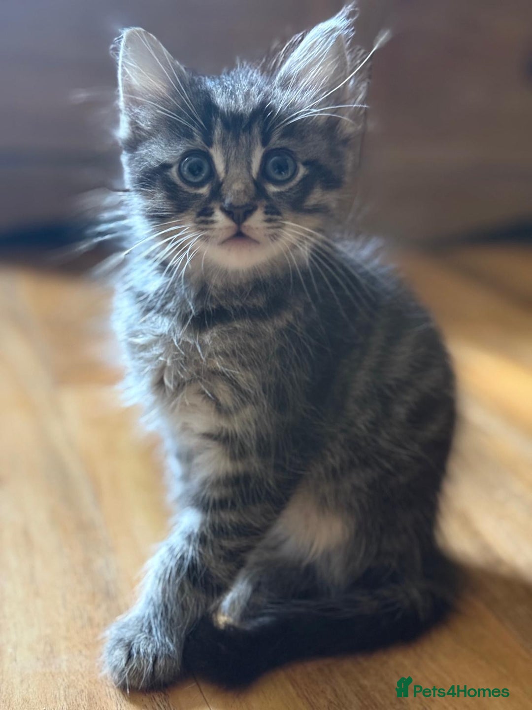 British Shorthair cats for sale: Kittens for sale  - Image 3