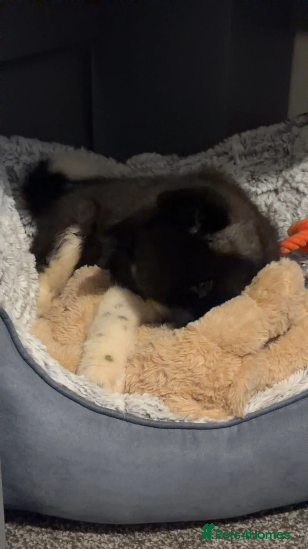 Akita dogs for sale: Beautiful Akita Puppy in Nuneaton - Advert 11