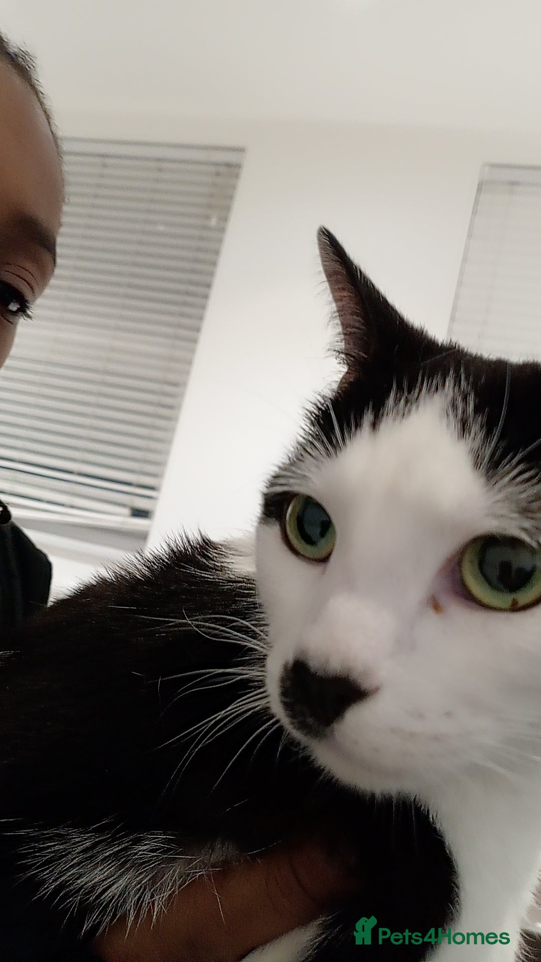 Mixed Breed cats for sale:  Oscar  🐾 - Advert 2