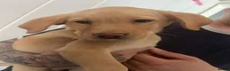 Labrador Retriever dogs for sale: 🐾❤️Beautiful Labrador puppies❤️🐾 - Advert 5