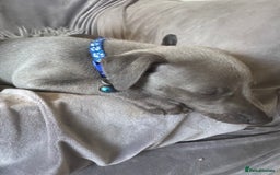 Whippet dogs for sale: Beautiful KC Reg Blue Whippet puppies - Image 5