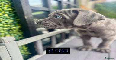 Mixed Breed dogs - Advert 16