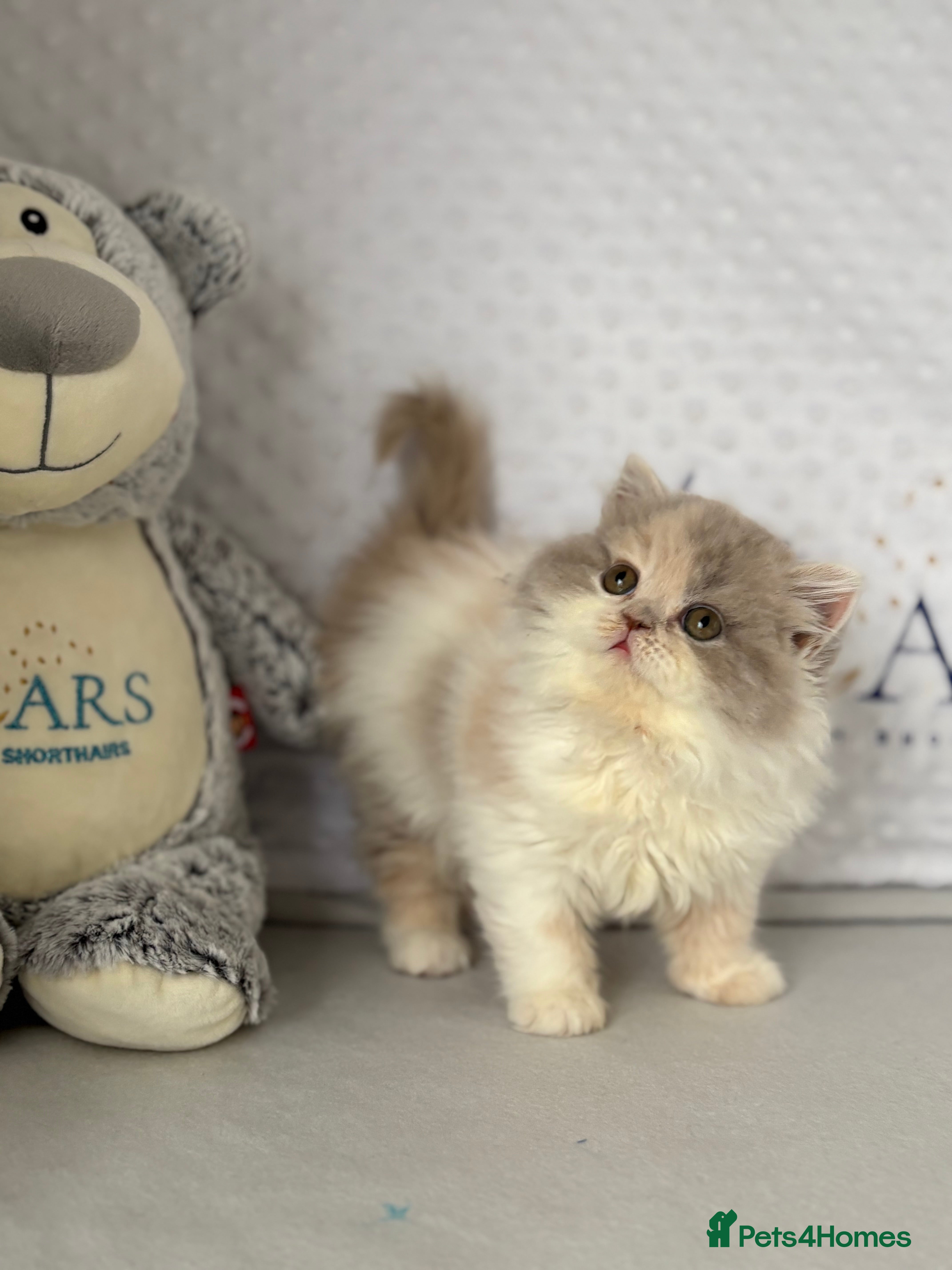 British Longhair cats Gccf registered Beautiful lilac tortie and white  - Advert 1