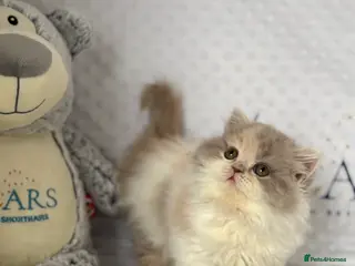 British Longhair cats Gccf registered Beautiful lilac tortie and white - Advert 1