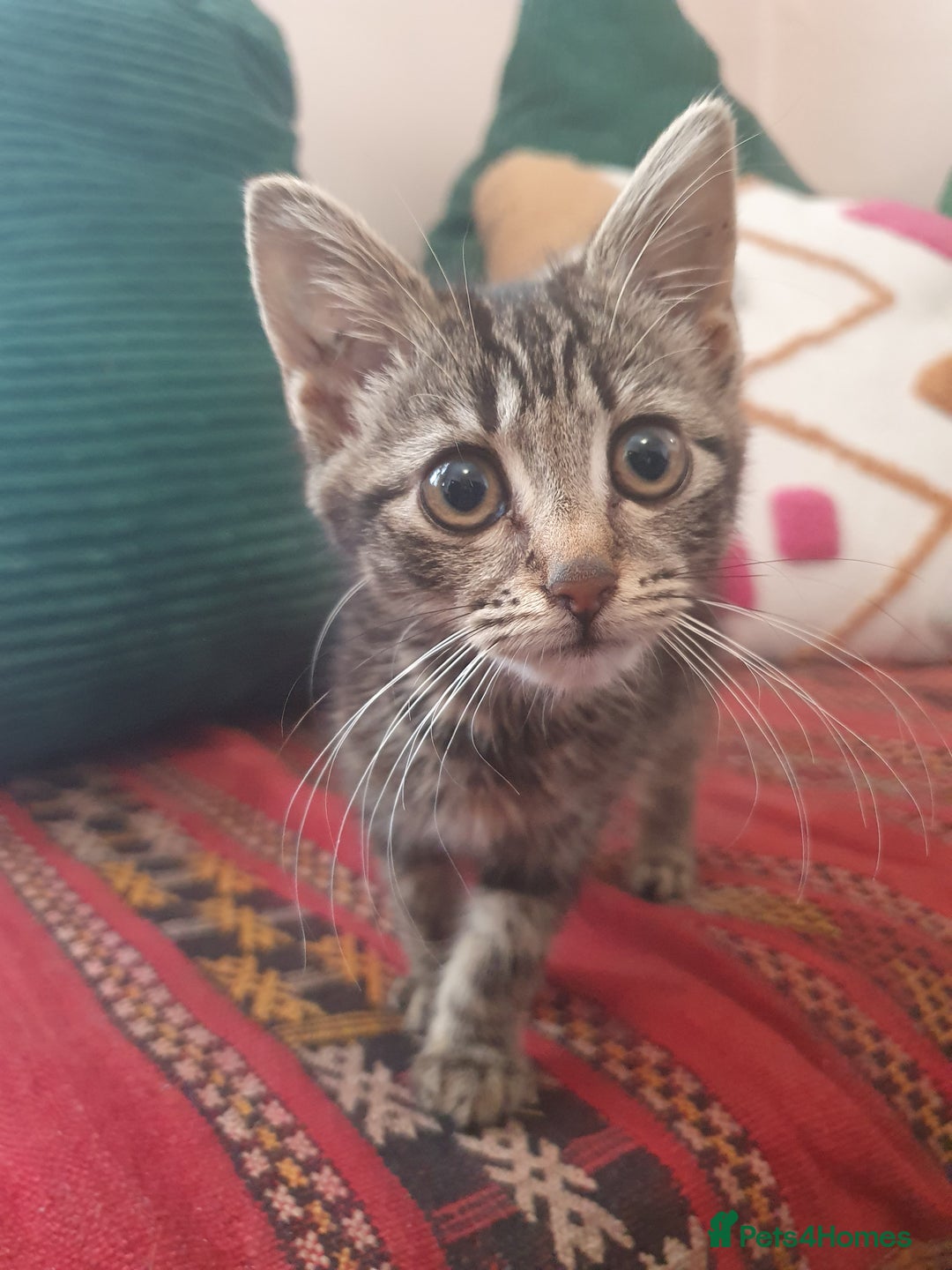 Mixed Breed cats for sale: Three cute Kittens  - Image 6