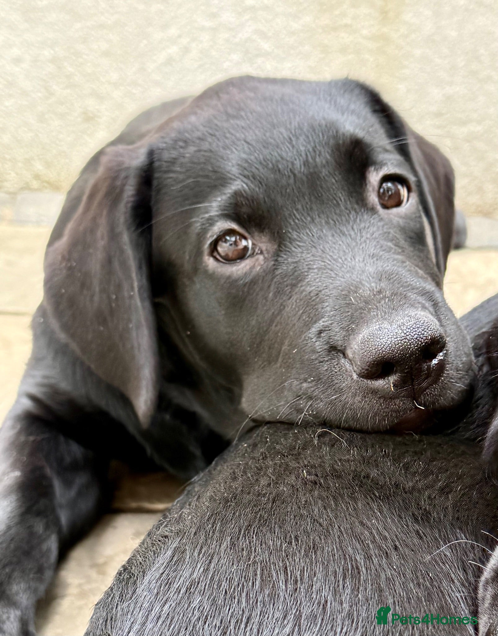 Labrador Retriever dogs Ready Now - Gorgeous Black Labrador Puppies  - Advert 1
