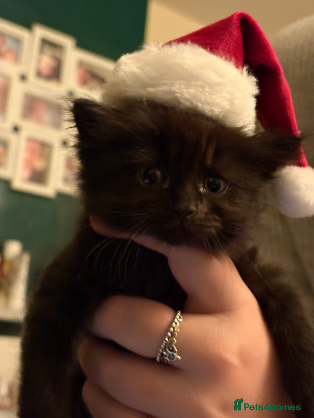 Mixed Breed cats for sale: White and black kittens - Image 9