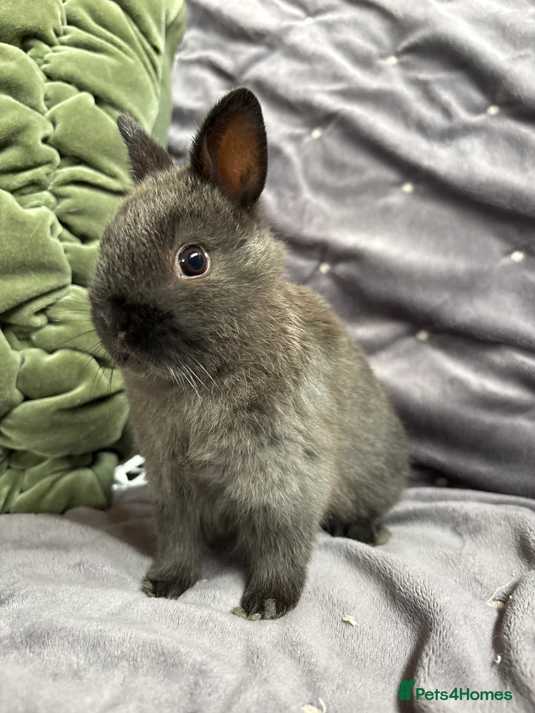 Netherland Dwarf rabbits for sale: Pure bred Netherland Dwarfs (vaccinated) - Advert 2
