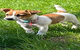 Jack Russell dogs for sale: Jack Russell puppies  - Image 4