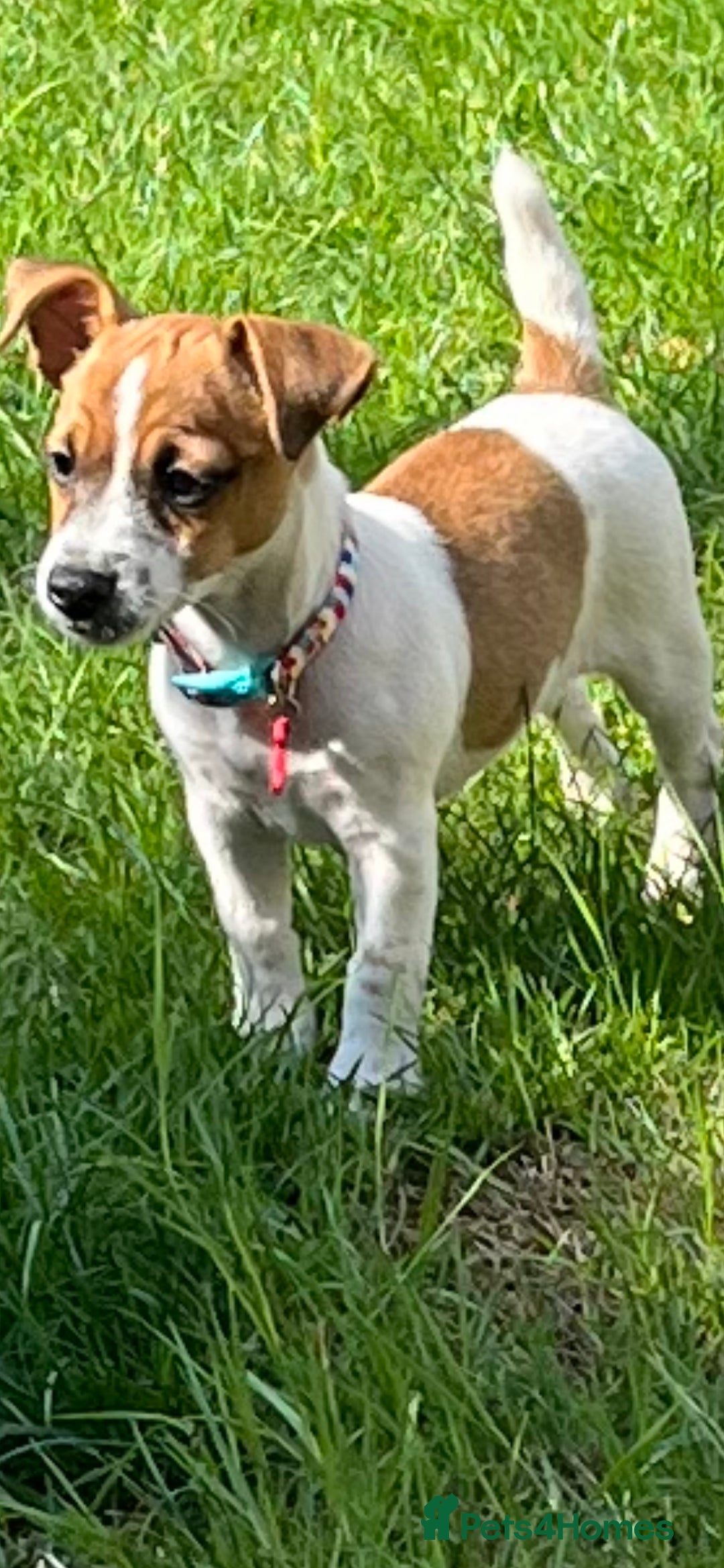 Jack Russell dogs for sale: Jack Russell puppies  - Image 4