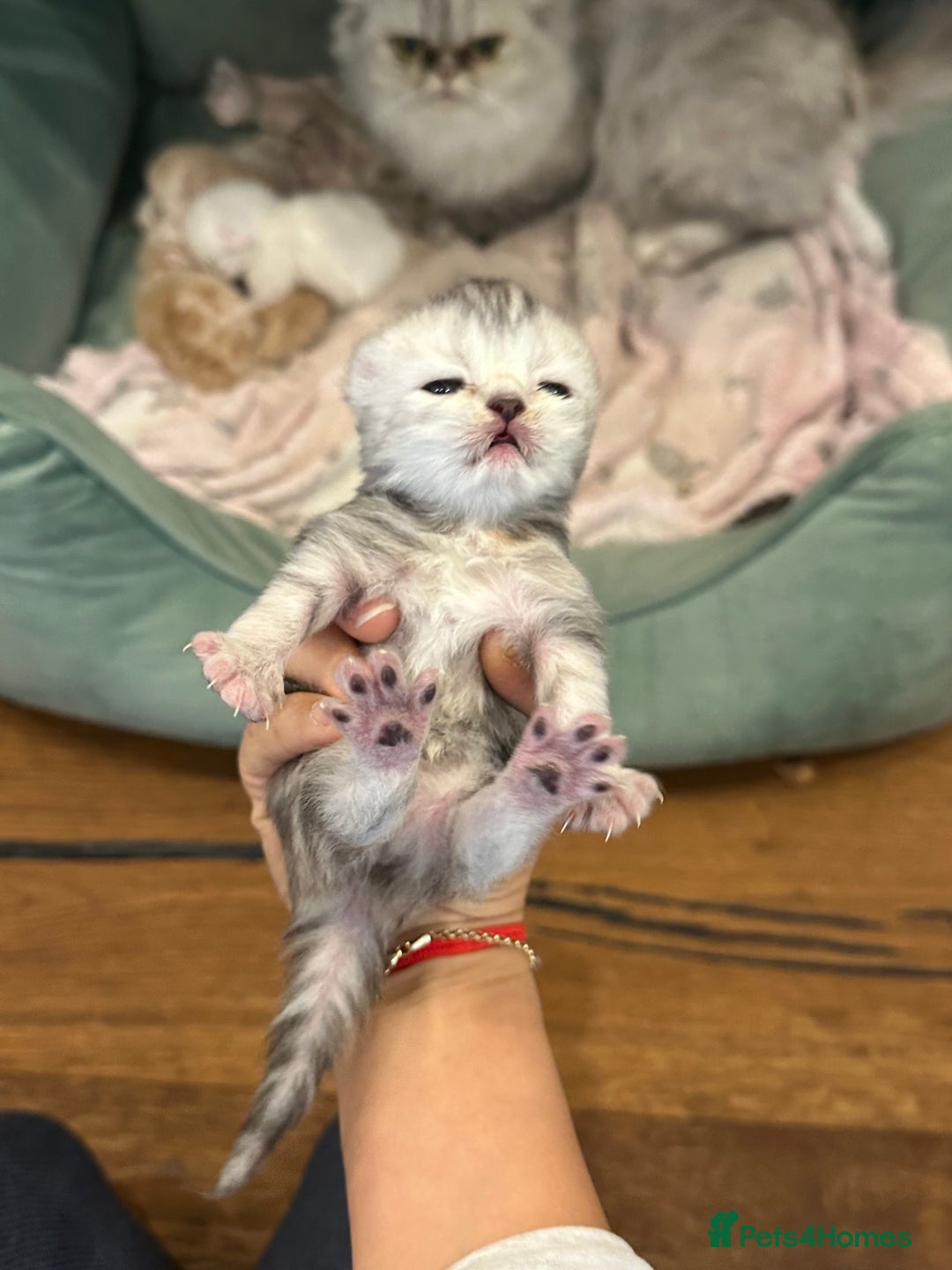 Persian cats for sale: Chinchilla kittens  - Image 3