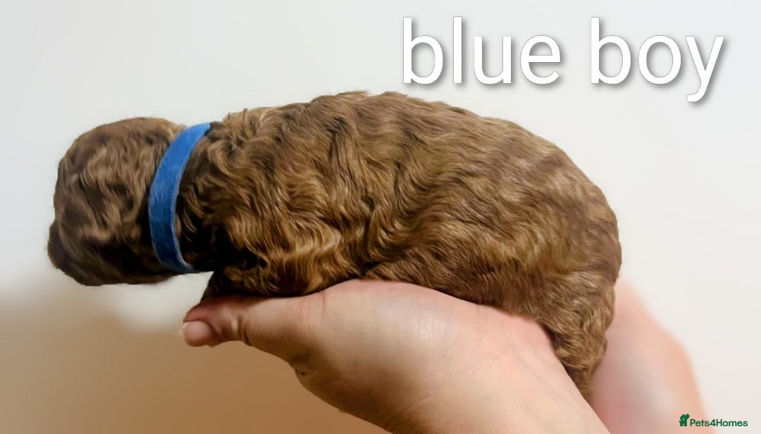 Miniature Poodle dogs for sale: MINIATURE POODLE PUPPIES.   - Advert 26