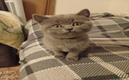 British Shorthair cats for sale: British shorthair - Image 9