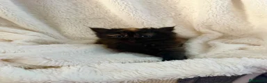 Persian 2