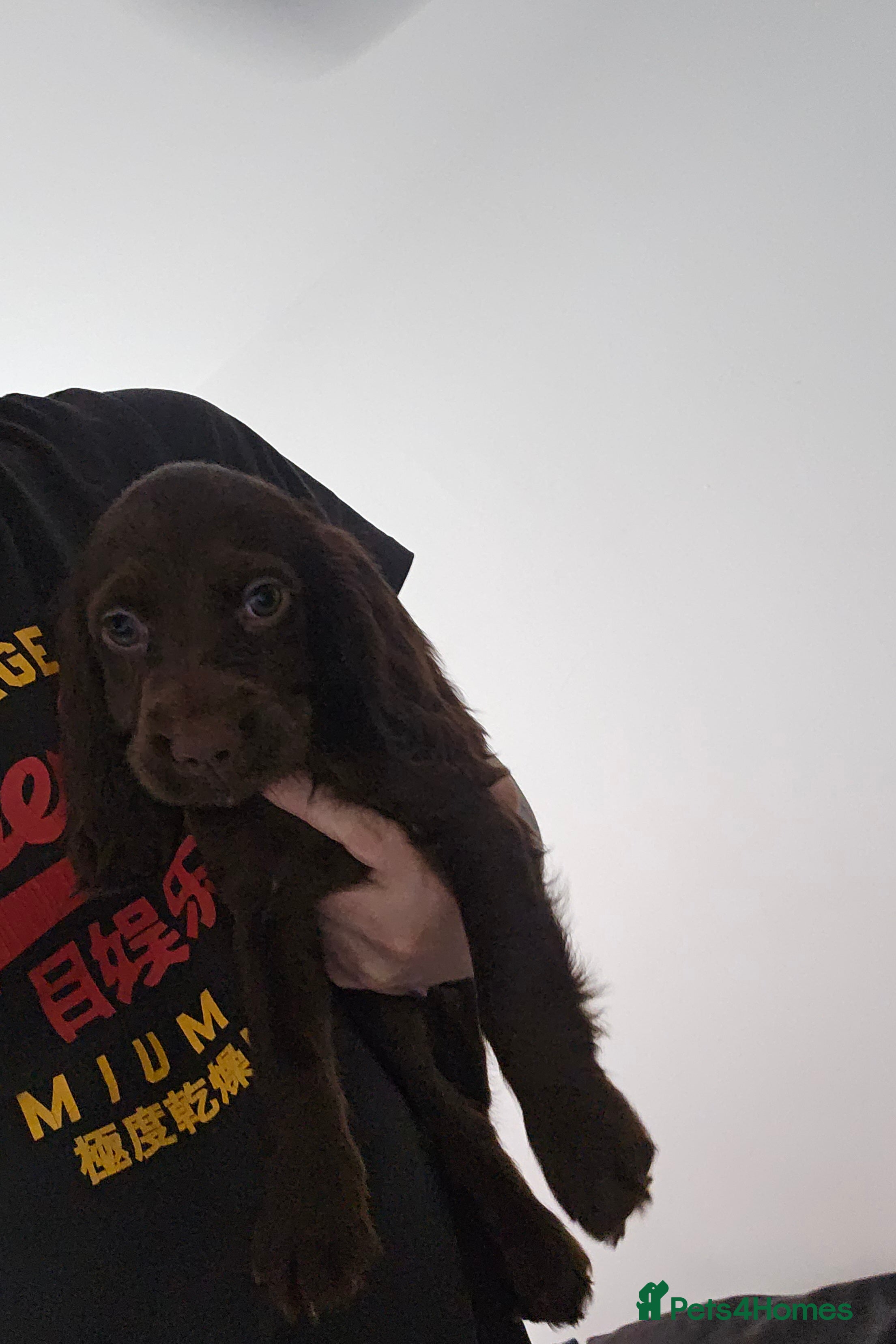 Cocker Spaniel dogs 8 Week Chocolate Cocker Spaniel Bitch for Sale - Advert 6