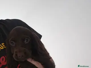 Cocker Spaniel dogs 8 Week Chocolate Cocker Spaniel Bitch for Sale - Advert 7