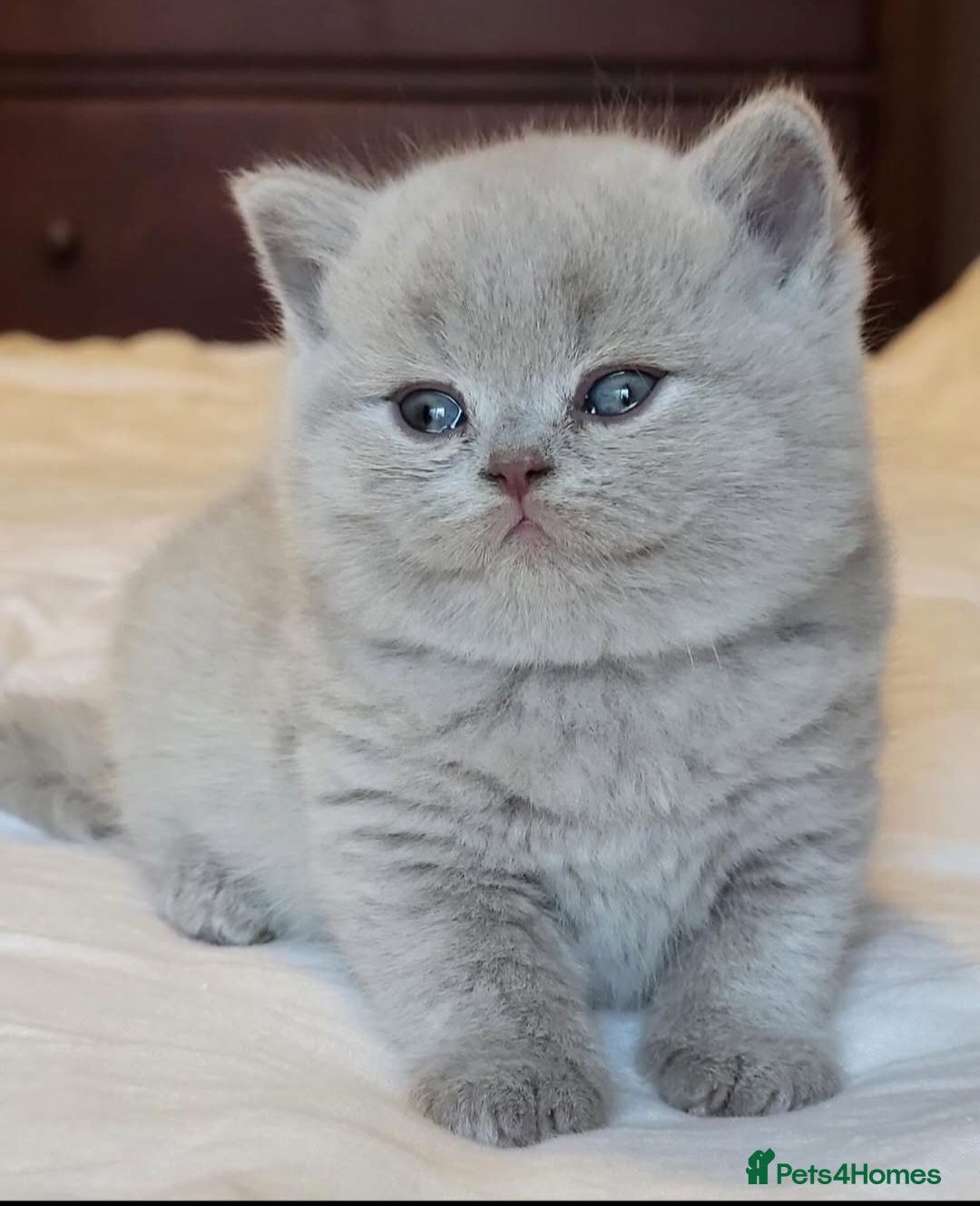 British Shorthair cats Ready to leave Chuncky breed GCCF Lilac BH - Advert 2