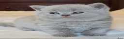 British Shorthair cats for sale: GCCF Lilac British shorthair - Advert 15