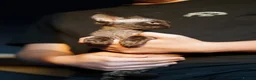 Devon Rex cats for sale: 🤎 Chocolate Devon Rex Boy Umber 🤎 - Advert 10