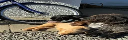 Mixed Breed dogs for sale: Brilliant pointer x vizla/doodle puppies  - Advert 2