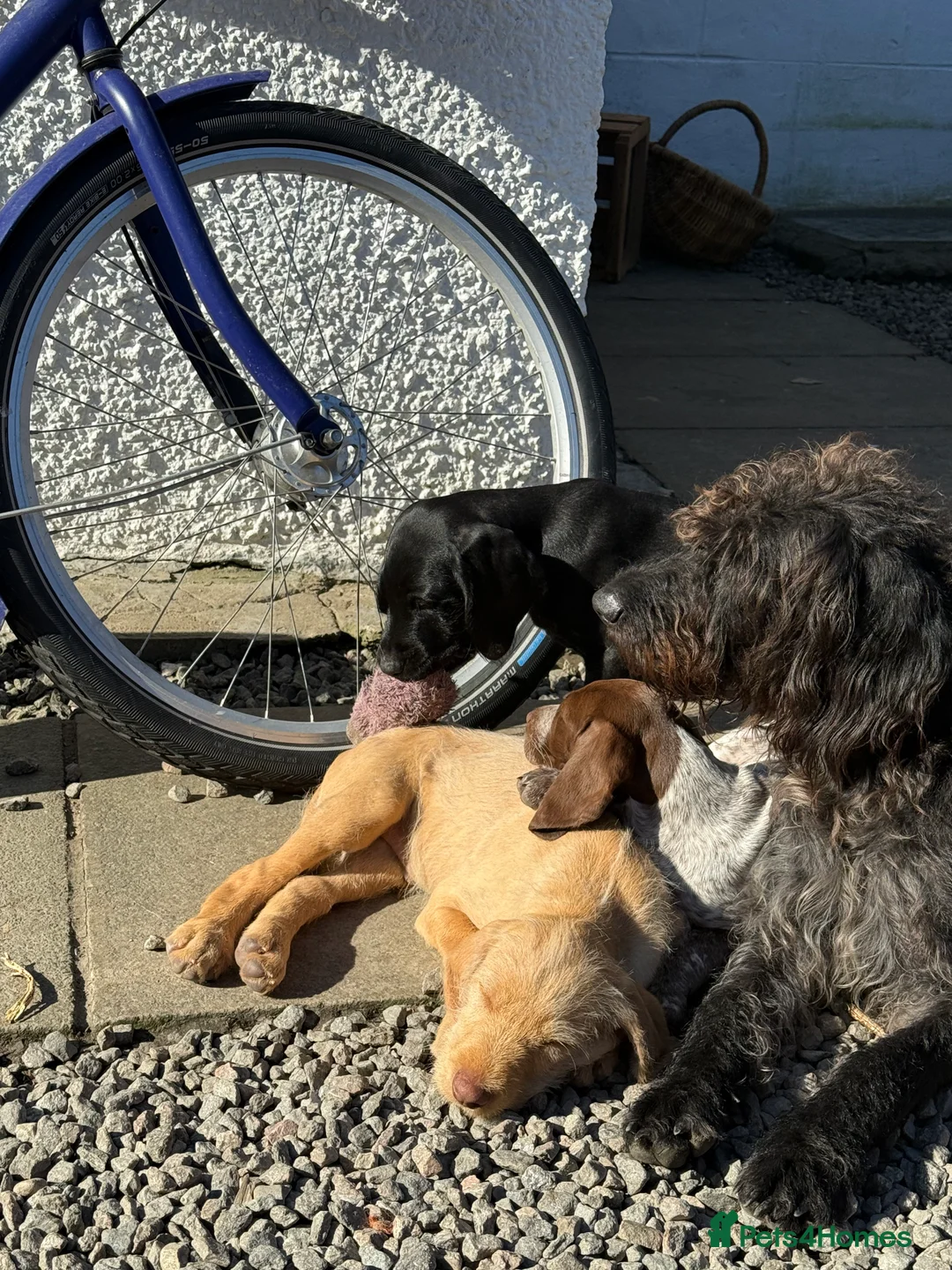 Mixed Breed dogs for sale: Brilliant pointer x vizla/doodle puppies  - Advert 2