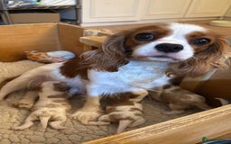 Cavalier King Charles Spaniel dogs for sale: KC reg Cavalier King Charles pups DNA clear - Advert 1