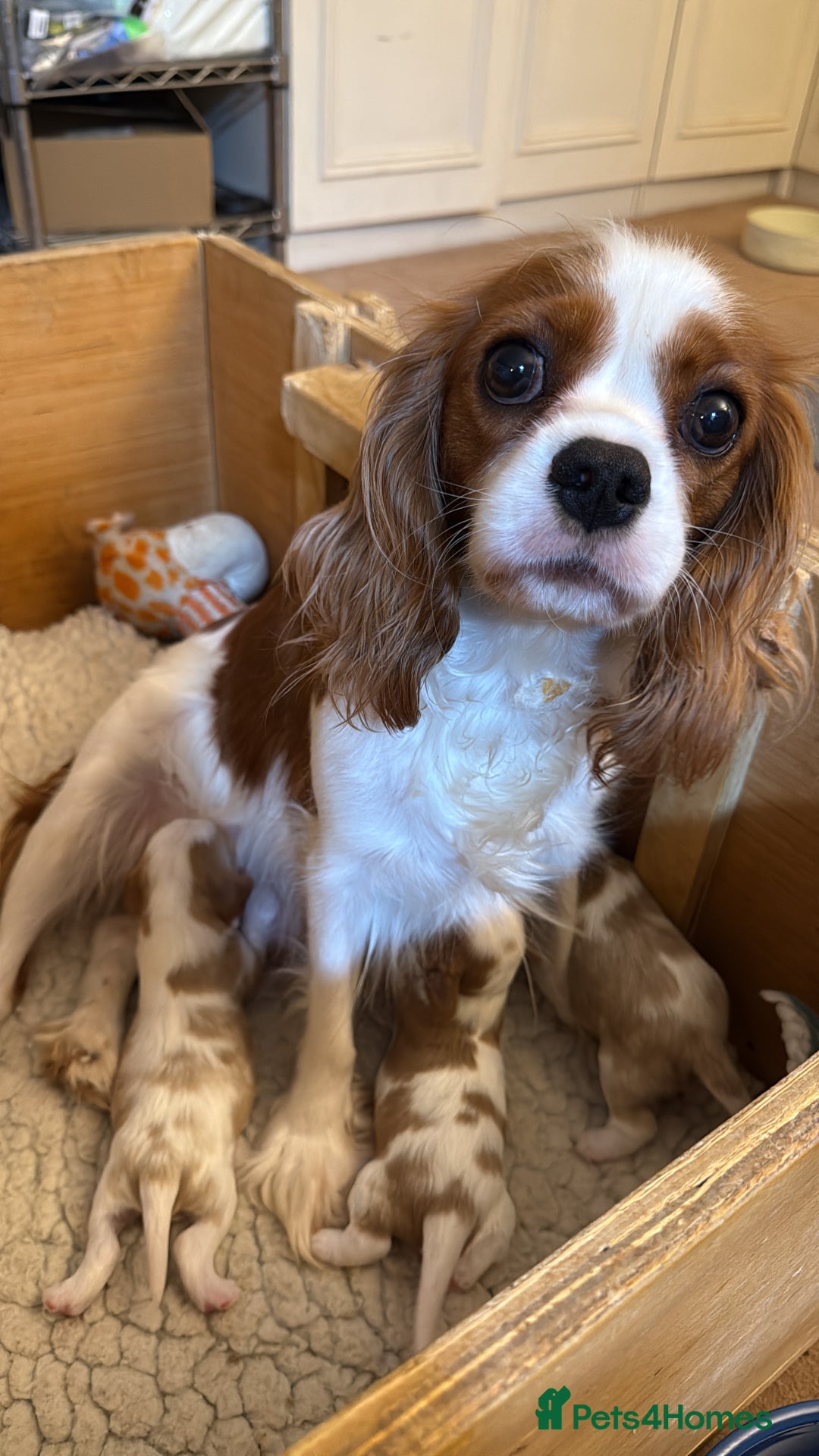 Cavalier King Charles Spaniel dogs for sale: KC reg Cavalier King Charles pups DNA clear - Advert 1