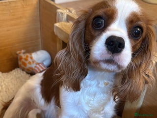 Cavalier King Charles Spaniel dogs KC reg Cavalier King Charles pups DNA clear - Advert 15