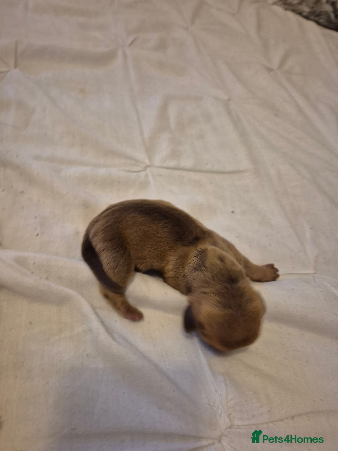 Miniature Dachshund dogs for sale: 🐶 Stunning Miniature Dachshunds ❤️ - Advert 9