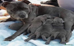 Staffordshire Bull Terrier dogs for sale: Beautiful litter of Staffordshire Terrier puppies - Image 7