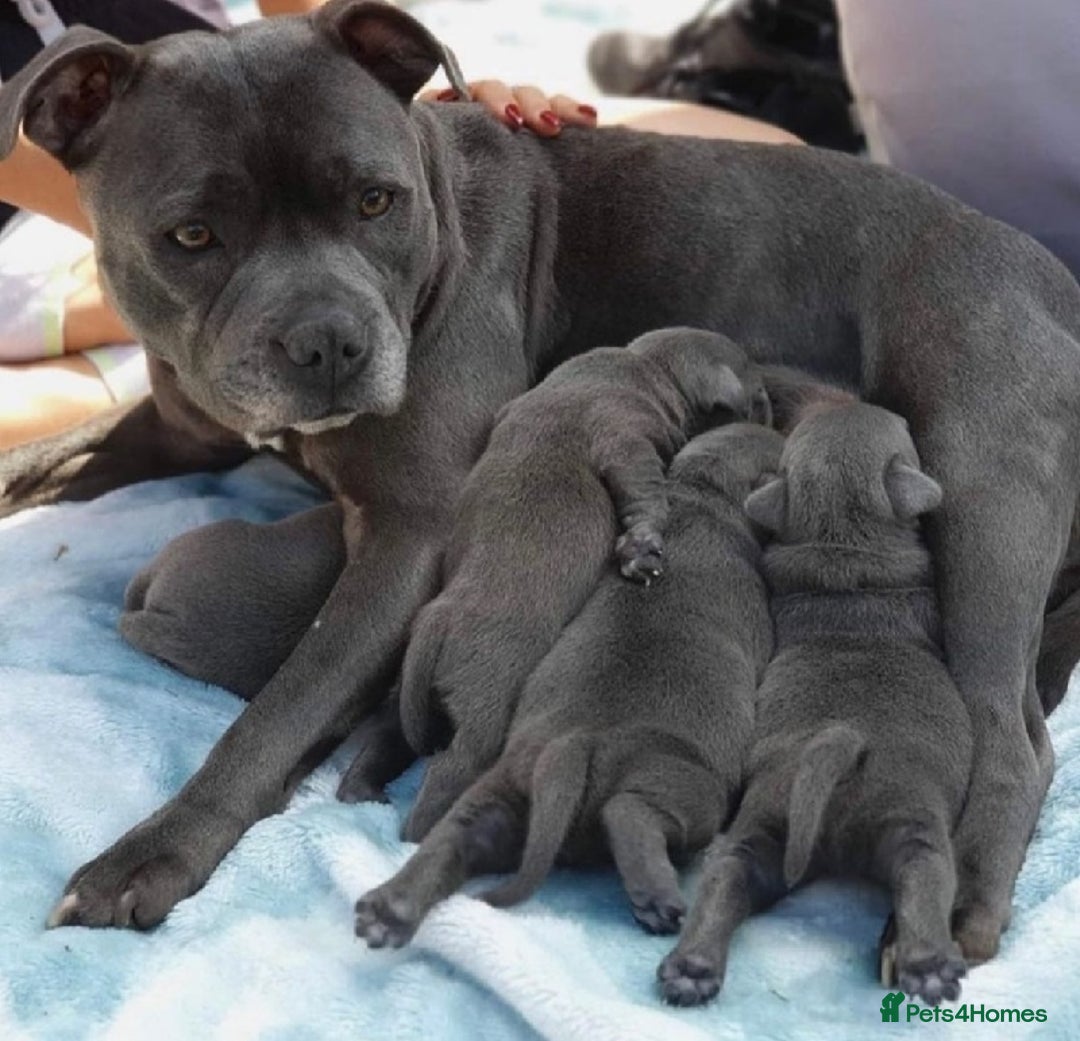 Staffordshire Bull Terrier dogs for sale: Beautiful litter of Staffordshire Terrier puppies - Image 7