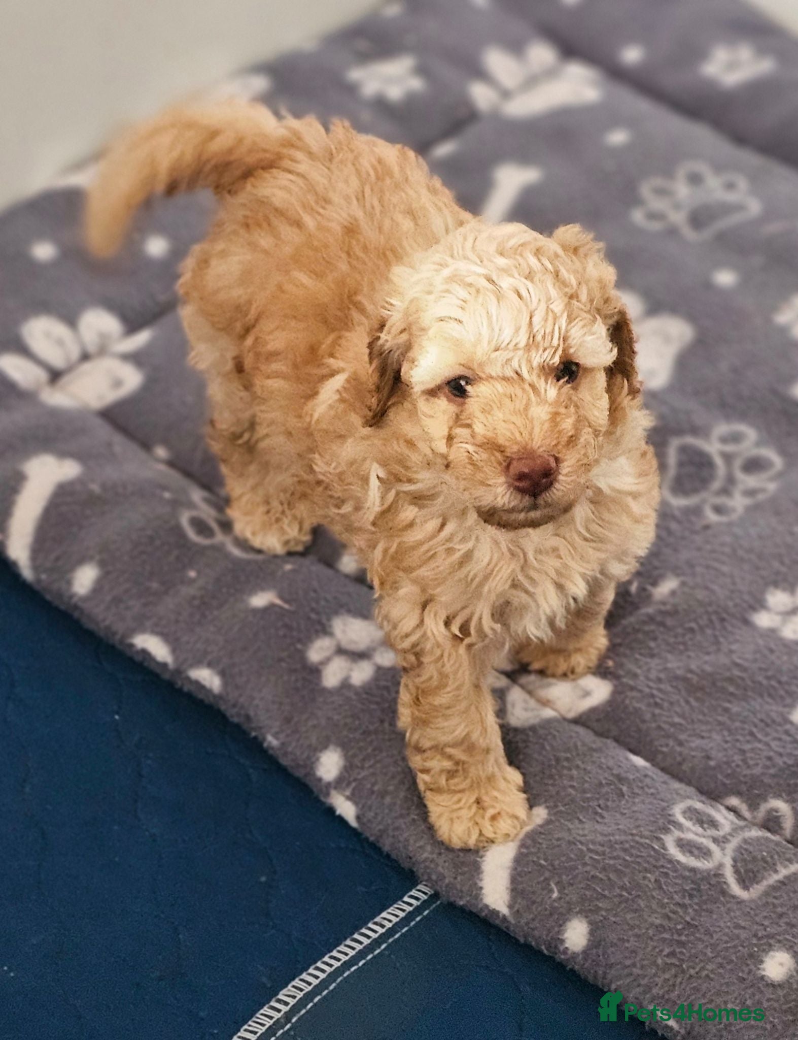 Miniature Poodle dogs Stunning kc registered minature poodle pups  - Advert 1