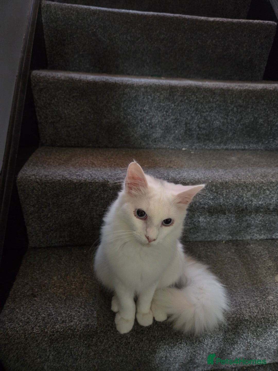 Maine Coon cats for sale: Female maincoon  - Advert 3