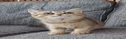 British Shorthair cats for sale: Affectionate loving Scottish Kittens  - Advert 12