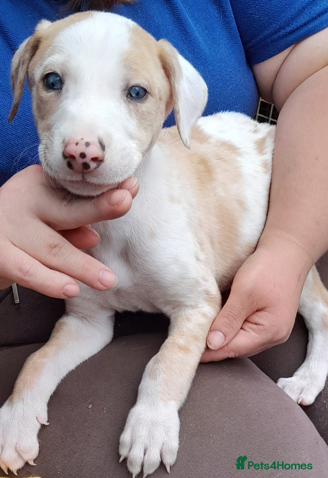 Lurcher dogs for sale: Beautiful red merle and white dog puppy - Image 1