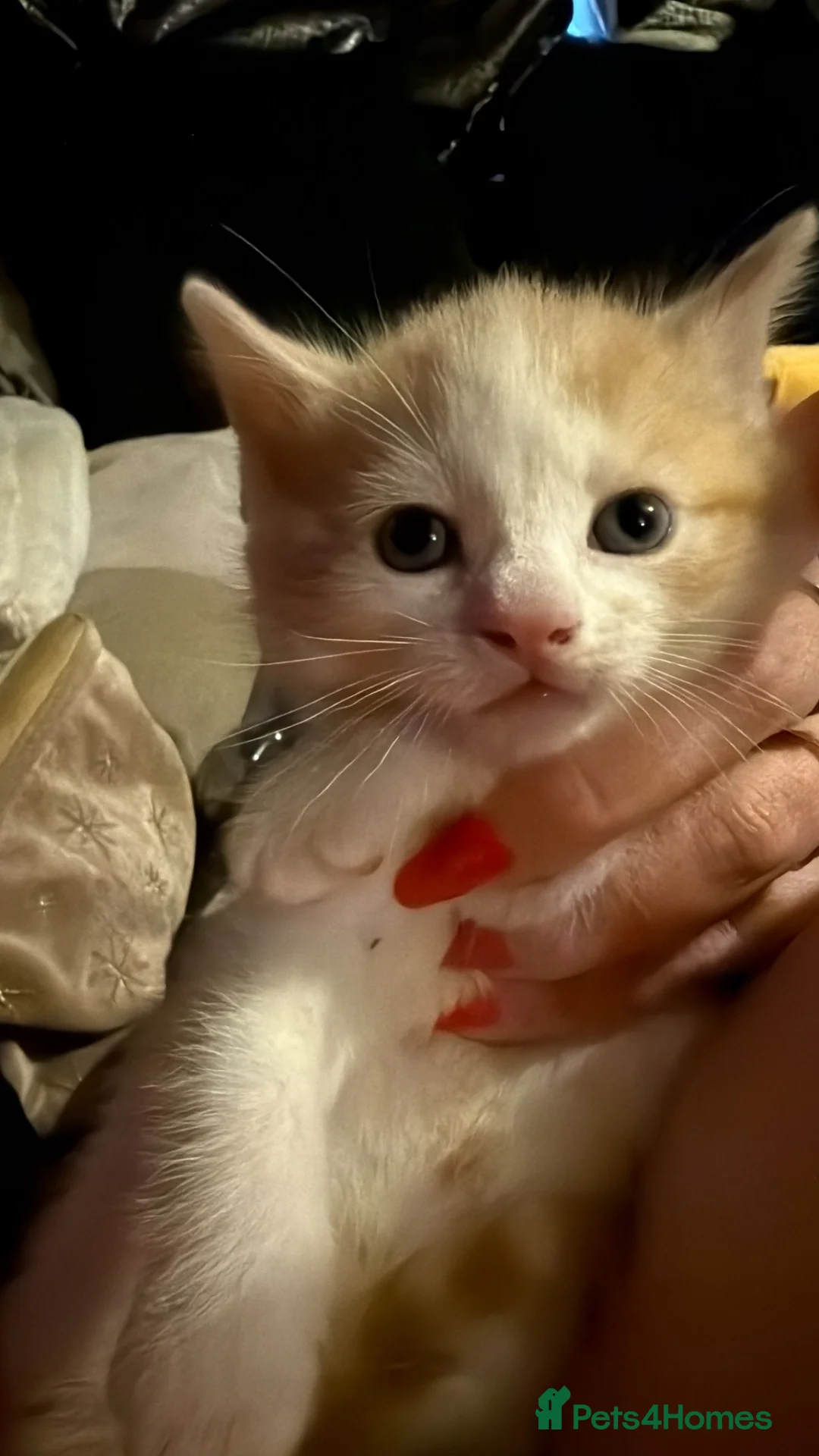 Mixed Breed cats for sale: Kittens  in Tonbridge - Advert 2