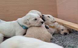 Golden Retriever dogs for sale: Gorgeous pedigree golden retriever puppies - Image 12