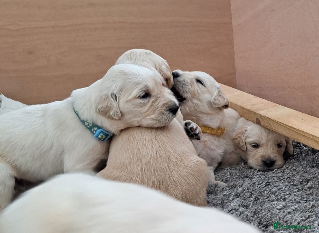 Golden Retriever dogs for sale: Gorgeous pedigree golden retriever puppies - Image 12