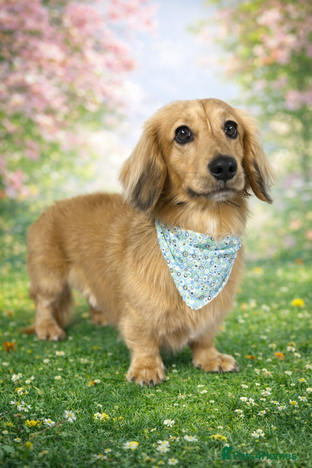 Miniature Dachshund dogs miniature longhaired dachshund for stud  - Advert 21