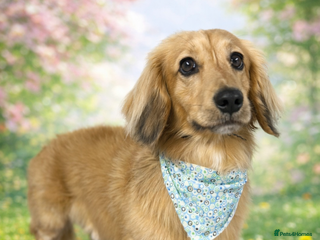 Miniature Dachshund dogs miniature longhaired dachshund for stud - Advert 13